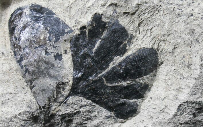 Early Cretaceous Gingko Leaf From Germany #31374